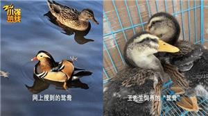 男子买鸳鸯变成鸭  老板说我卖的是鸳鸯鸭